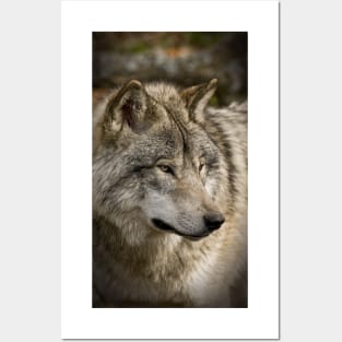 Timber Wolf Posters and Art